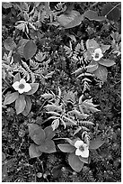 Close-up of alpine ferns and flowers, Marmot Meadows. Kenai Fjords National Park, Alaska, USA. (black and white)