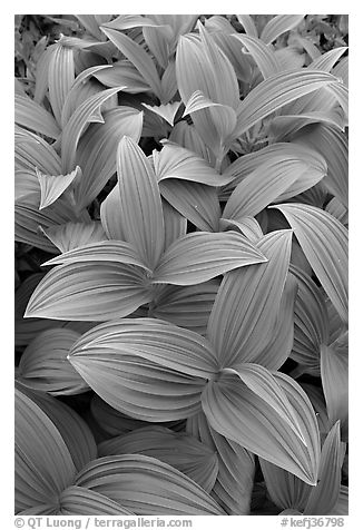 Close-up of leaves, Marmot Meadows. Kenai Fjords National Park, Alaska, USA.