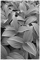 Close-up of leaves, Marmot Meadows. Kenai Fjords National Park ( black and white)