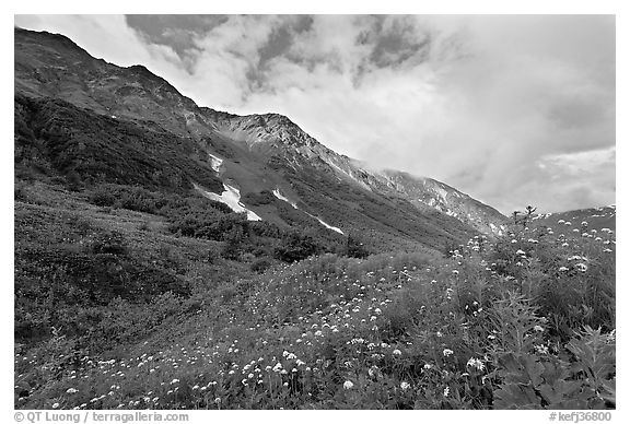 Open view of verdant alpine hills, Marmot Meadows. Kenai Fjords National Park, Alaska, USA.