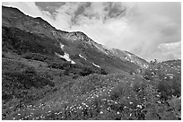 Open view of verdant alpine hills, Marmot Meadows. Kenai Fjords National Park, Alaska, USA. (black and white)