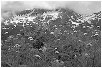 Flowers and peaks, Marmot Meadows. Kenai Fjords National Park ( black and white)