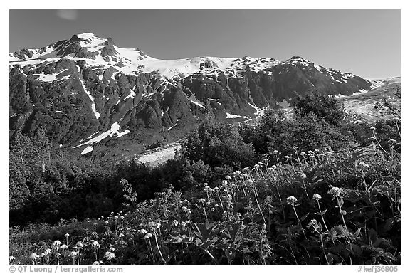 White wildflowers and peak, Marmot Meadows. Kenai Fjords National Park (black and white)