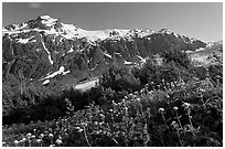 White wildflowers and peak, Marmot Meadows. Kenai Fjords National Park ( black and white)