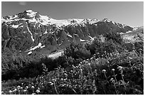 White wildflowers and peak, Marmot Meadows. Kenai Fjords National Park, Alaska, USA. (black and white)