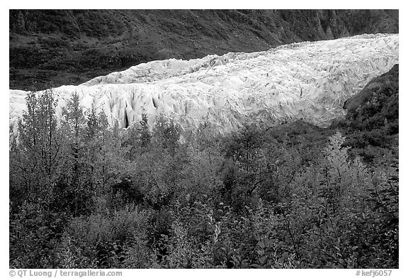 Trees and exit glacier, fall. Kenai Fjords National Park, Alaska, USA.