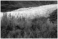 Trees and exit glacier, fall. Kenai Fjords National Park, Alaska, USA. (black and white)