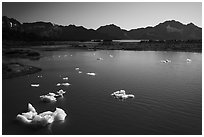 Aerial View of icebergs in Pedersen Lagoon. Kenai Fjords National Park ( black and white)