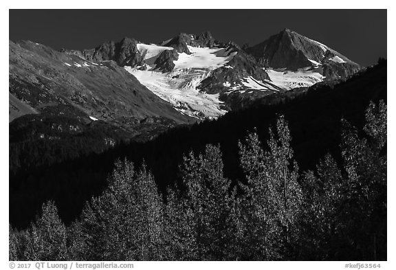Trees in autumn and glaciers on Phoenix Peak. Kenai Fjords National Park (black and white)