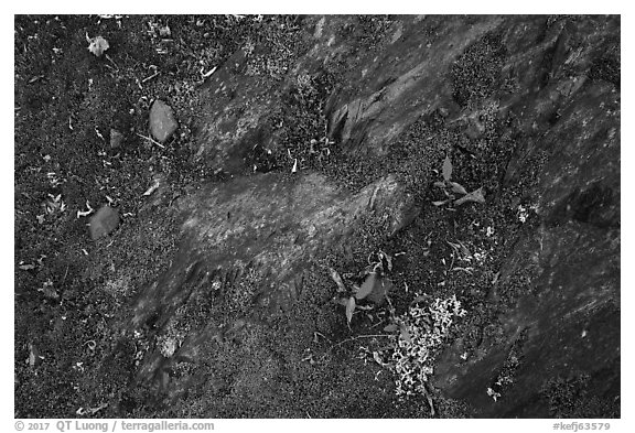 Close-up of rock slab with mosses. Kenai Fjords National Park (black and white)