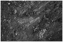 Close-up of rock slab with mosses. Kenai Fjords National Park ( black and white)