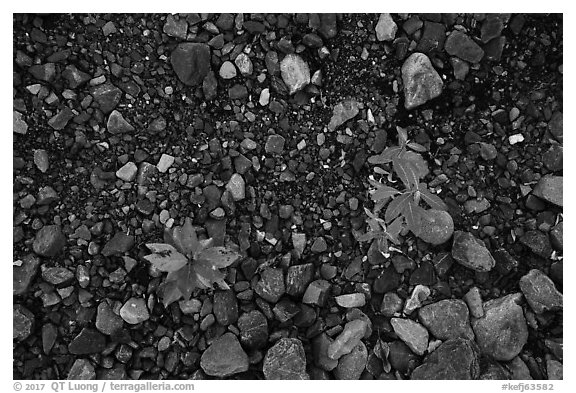 Close-up of two sapplings on soil recently uncovered by Exit Glacier. Kenai Fjords National Park (black and white)