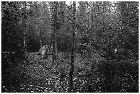 Campground. Kenai Fjords National Park ( black and white)