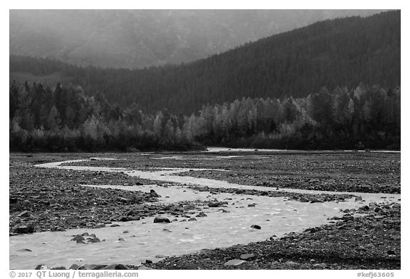 Stream and trees in autumn foliage, Exit Glacier outwash plain. Kenai Fjords National Park (black and white)