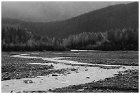 Stream and trees in autumn foliage, Exit Glacier outwash plain. Kenai Fjords National Park ( black and white)