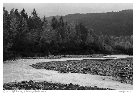 Stream and trees in fall foliage, Exit Glacier outwash plain. Kenai Fjords National Park (black and white)