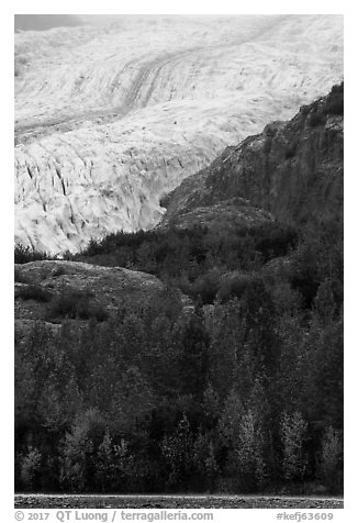 Exit Glacier above trees in autumn foliage. Kenai Fjords National Park (black and white)