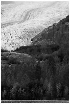 Exit Glacier above trees in autumn foliage. Kenai Fjords National Park ( black and white)