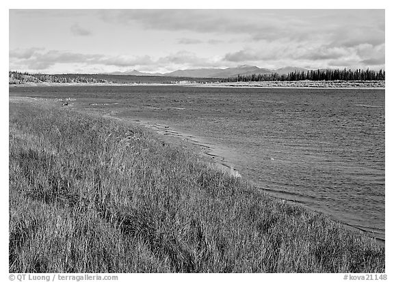 Grasses and rivershore. Kobuk Valley National Park (black and white)