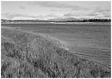 Grasses and rivershore. Kobuk Valley National Park, Alaska, USA. (black and white)