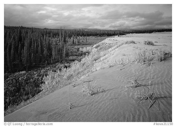 The edge of the Great Sand Dunes with boreal forest below. Kobuk Valley National Park, Alaska, USA.