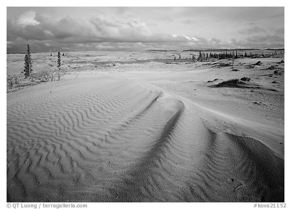 Sand dunes with spruce trees. Kobuk Valley National Park (black and white)