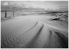 Sand dunes with spruce trees. Kobuk Valley National Park, Alaska, USA. (black and white)