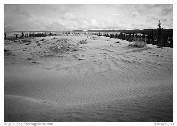 Dune field with boreal forest in the distance. Kobuk Valley National Park, Alaska, USA.