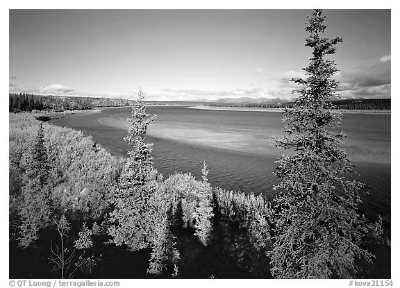 Kobuk river and sand bar seen through Spruce trees. Kobuk Valley National Park (black and white)