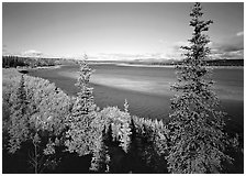 Kobuk river and sand bar seen through Spruce trees. Kobuk Valley National Park, Alaska, USA. (black and white)