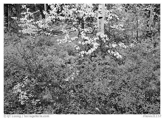 Red Berry leaves and yellow tree leaves in forest. Kobuk Valley National Park, Alaska, USA.