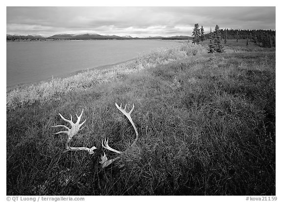 Caribou antlers, tundra in autumn color, and Kobuk River. Kobuk Valley National Park, Alaska, USA.