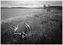 Caribou antlers, tundra, and river. Kobuk Valley National Park ( black and white)