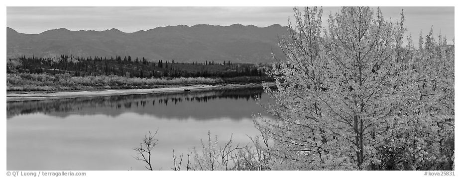 River scene with tree in fall foliage. Kobuk Valley National Park (black and white)