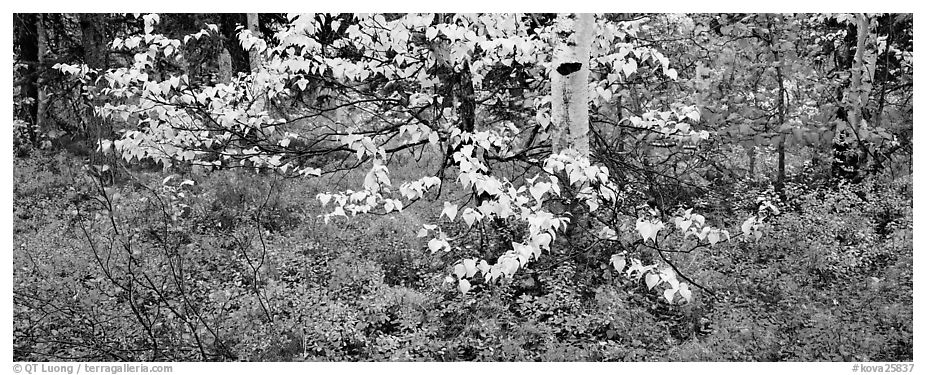 Forest floor and leaves in autumn color. Kobuk Valley National Park (black and white)