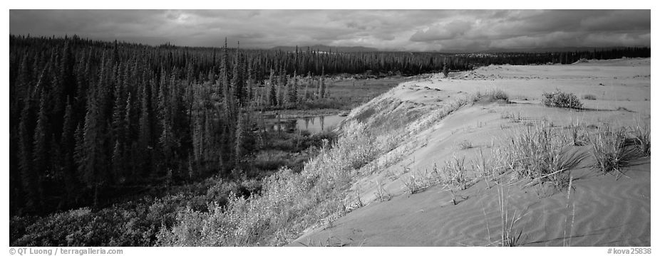 Sand dunes and boreal forest. Kobuk Valley National Park (black and white)