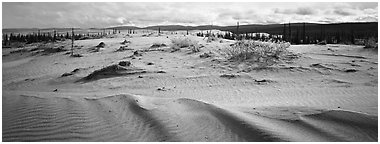 Arctic dune field. Kobuk Valley National Park (Panoramic black and white)