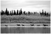 Caribou crossing the Kobuk River during their fall migration. Kobuk Valley National Park, Alaska, USA. (black and white)