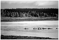 Caribou swimming across the Kobuk River during their fall migration. Kobuk Valley National Park, Alaska, USA. (black and white)