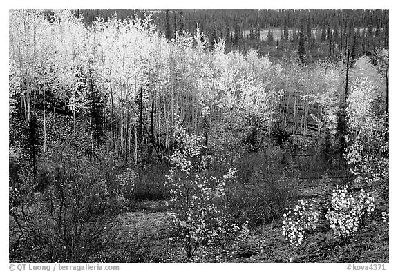 Berry plants and trees in autumn colors near Kavet Creek. Kobuk Valley National Park (black and white)