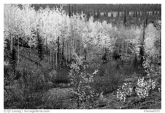 Berry plants and trees in autumn colors near Kavet Creek. Kobuk Valley National Park, Alaska, USA.