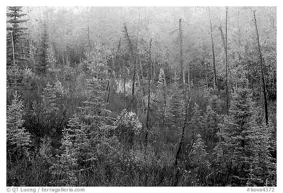 Shrubs and trees in fall foliage near Kavet Creek. Kobuk Valley National Park, Alaska, USA.