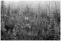 Shrubs and trees in fall foliage near Kavet Creek. Kobuk Valley National Park ( black and white)