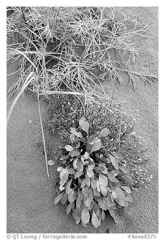 Dune plants. Kobuk Valley National Park (black and white)