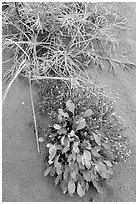 Dune plants. Kobuk Valley National Park, Alaska, USA. (black and white)