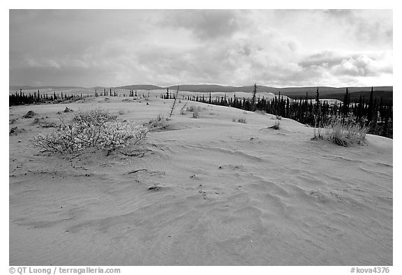 Great Sand Dunes and boreal spruce forest. Kobuk Valley National Park, Alaska, USA.