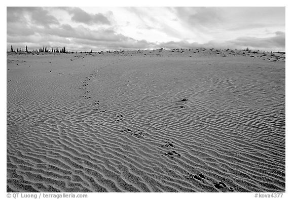 Caribou tracks and ripples in the Great Sand Dunes. Kobuk Valley National Park (black and white)