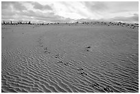 Caribou tracks and ripples in the Great Sand Dunes. Kobuk Valley National Park, Alaska, USA. (black and white)