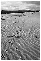 Caribou tracks and ripples in the Great Sand Dunes. Kobuk Valley National Park, Alaska, USA. (black and white)