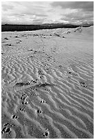 Caribou tracks and ripples in the Great Sand Dunes. Kobuk Valley National Park ( black and white)